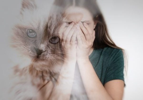 فوبیا ترس از گربه‌ها؛ علائم و روش درمان Elurophobia